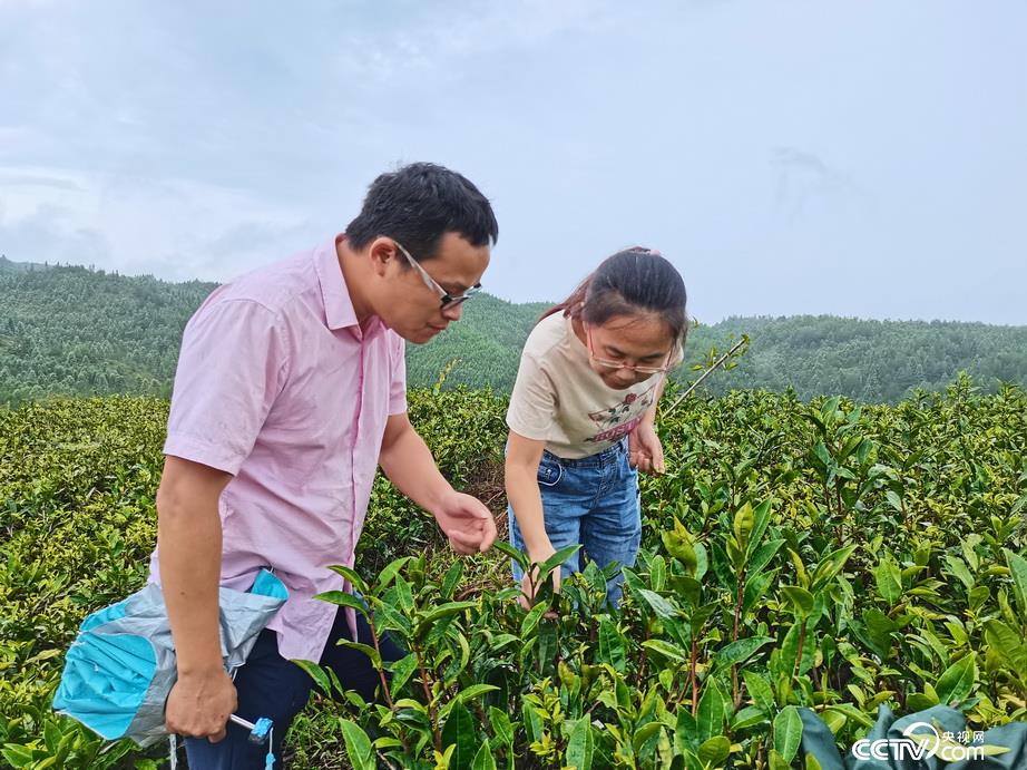 Science and technology commissioners went to Zhenghe County tea enterprises to provide technical services. (Photo by Wang Feng)